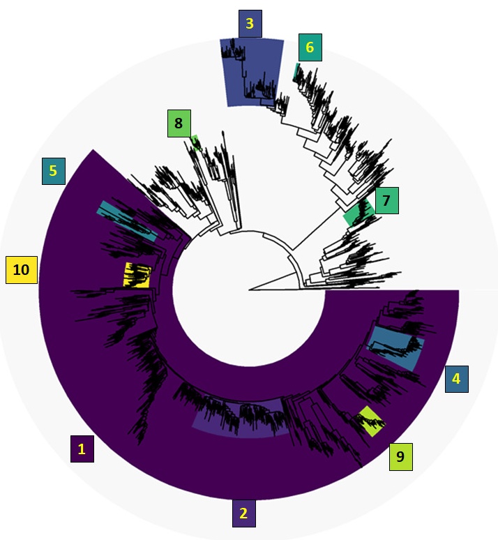 Bat reservoir phylogeny figure