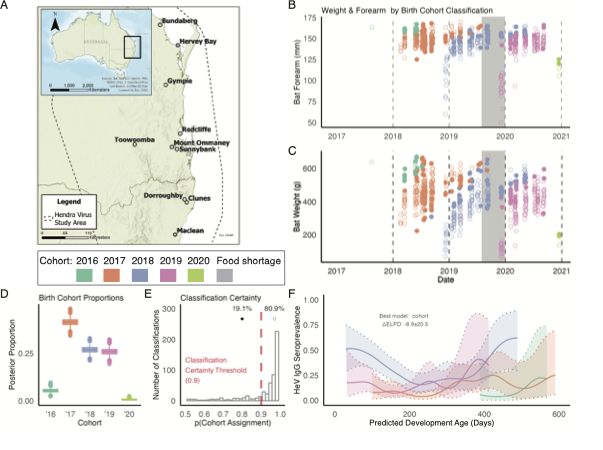 Pteropus bat with offspring