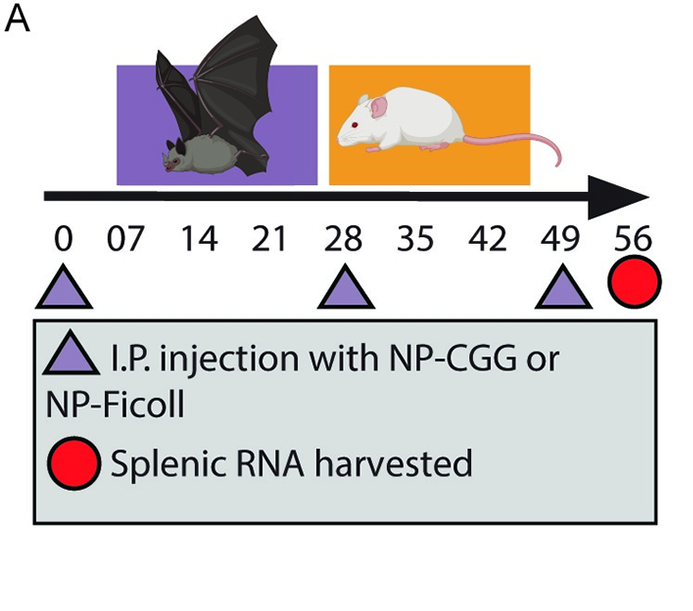 Bat antibody diversity figure