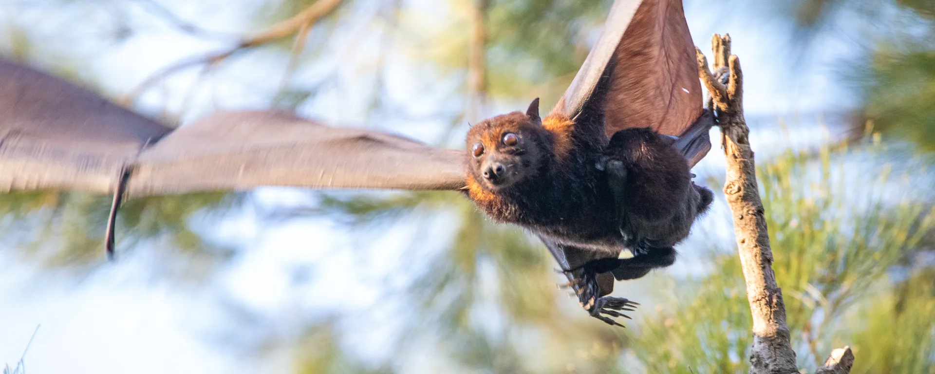 Nipah virus surveillance map