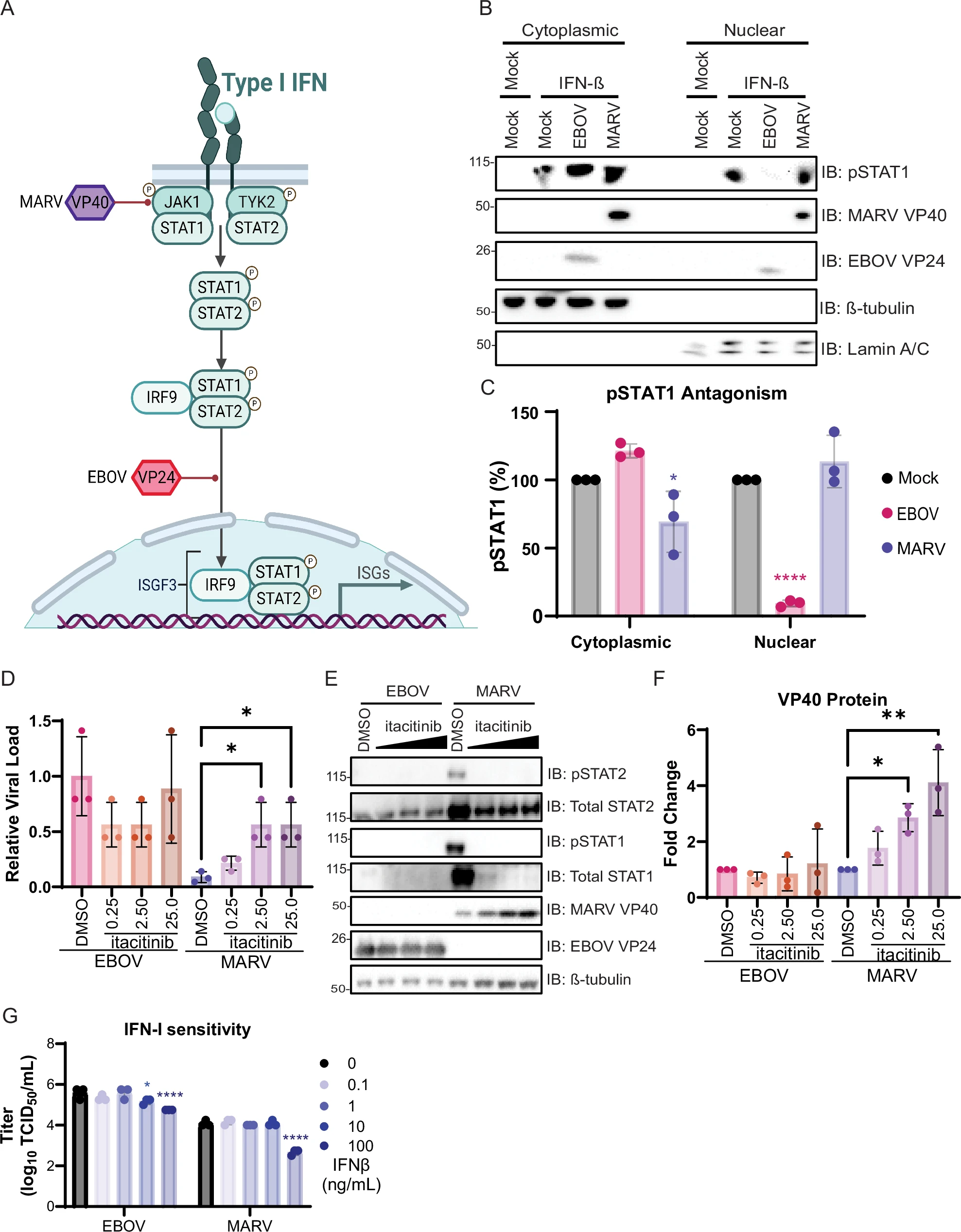 Nipah virus surveillance map